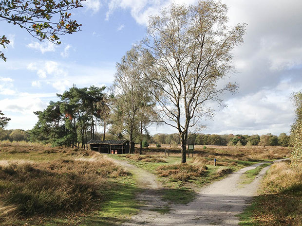 Maasduinen