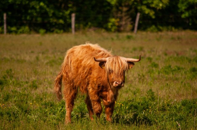 GrensPark Kempen~Broek, omgeving Stramprooierbroek & St.-Maartensheide