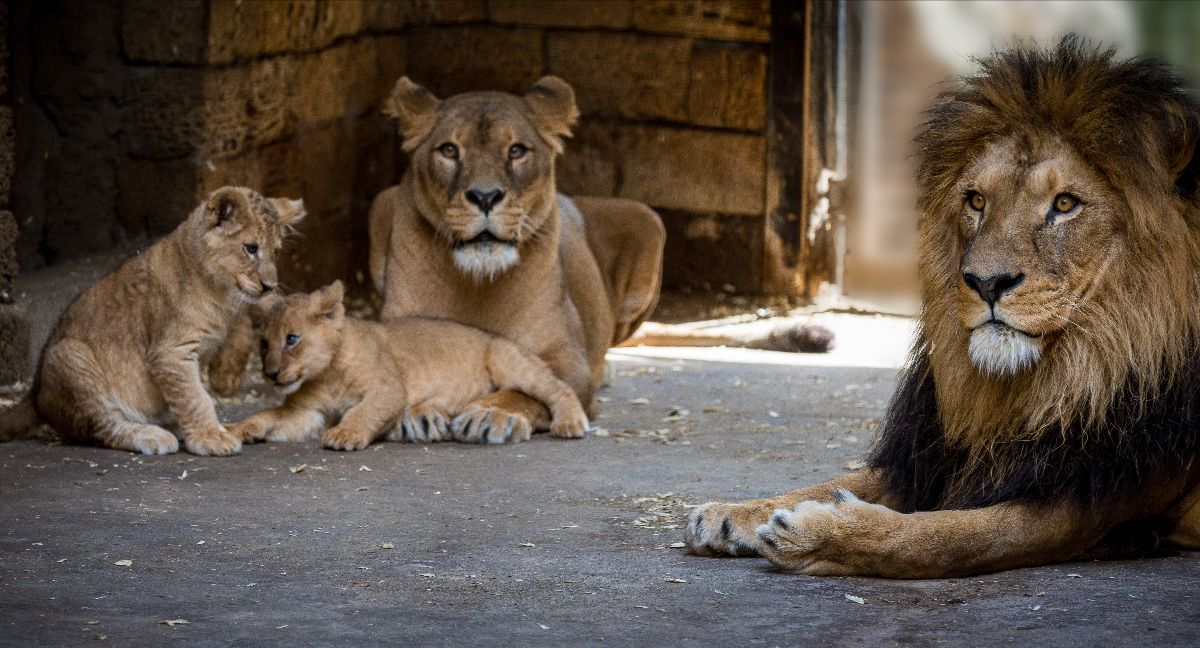 leeuwenwelpjes-Pairi-Daiza