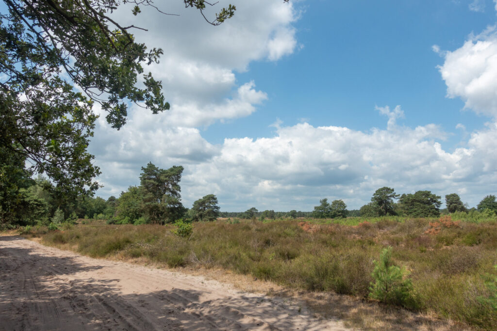 Groote heide