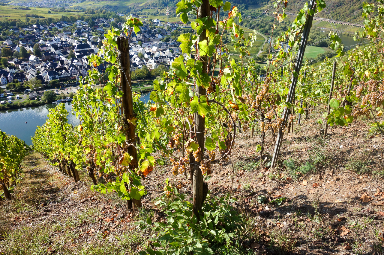 zell 11